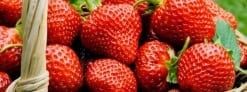 Strawberry Festival Youth Fundraiser June 10th