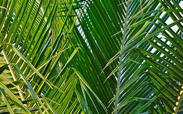 Service of Worship and Livestream for March 28th, 2021 – Palm Sunday